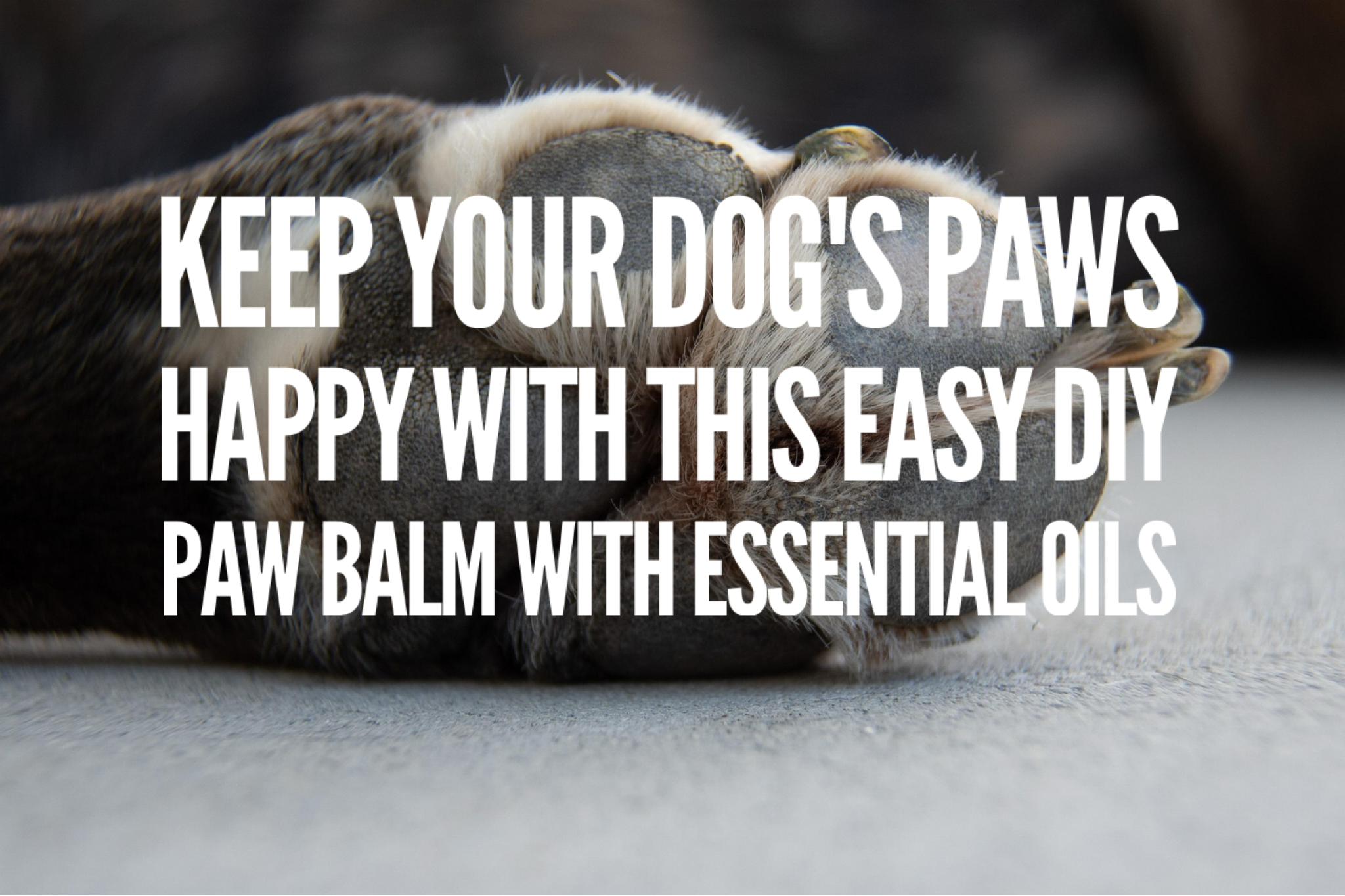 Keep Your Dog’s Paws Happy With This Easy DIY Paw Balm With Essential Oils