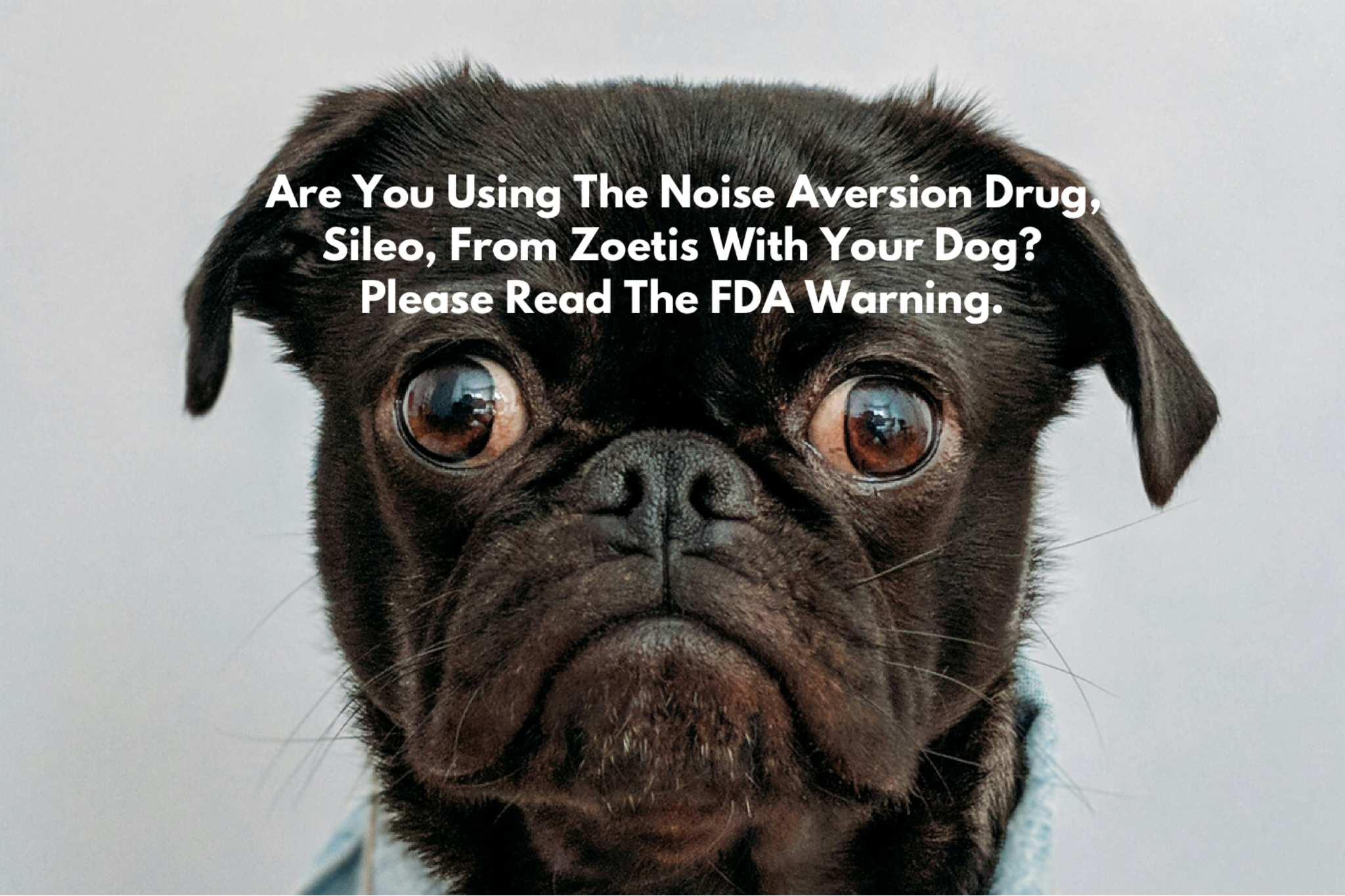 Are You Using The Noise Aversion Drug, Sileo, From Zoetis With Your Dog? Please Read The FDA Warning.