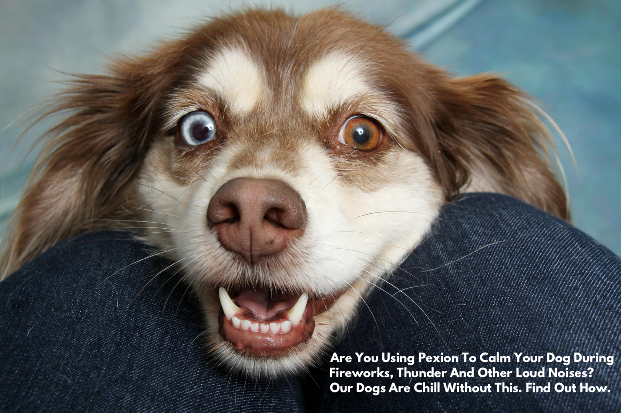 Are You Using Pexion To Calm Your Dog During Fireworks, Thunder And Other Loud Noises? Our Dogs Are Chill Without This. Find Out How.