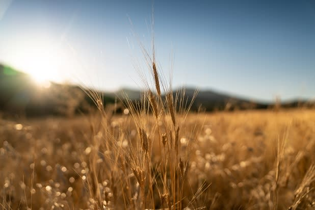Young Living Welcomes The Golden Einkorn Farm As A New Partner Farm In Sault, France
