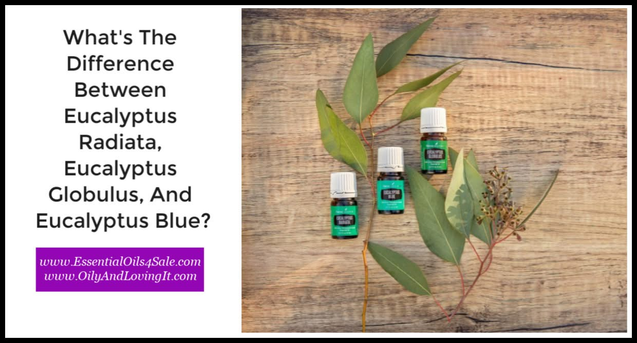 What’s The Difference Between Eucalyptus Radiata, Eucalyptus Globulus, And Eucalyptus Blue?