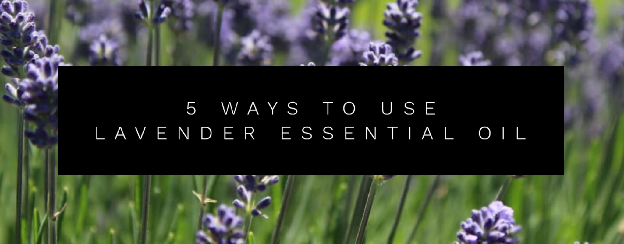 5 Ways To Use Lavender Essential Oil